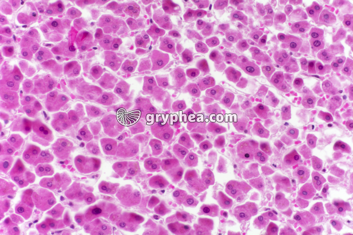 Foie Homme x100 - gryphea.org